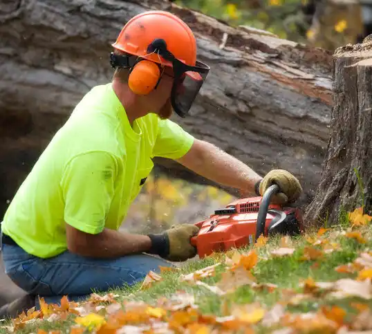 tree services East Bethel